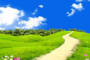 scenery, Summer, Fields, Sky, Camomiles, Trail, Nature