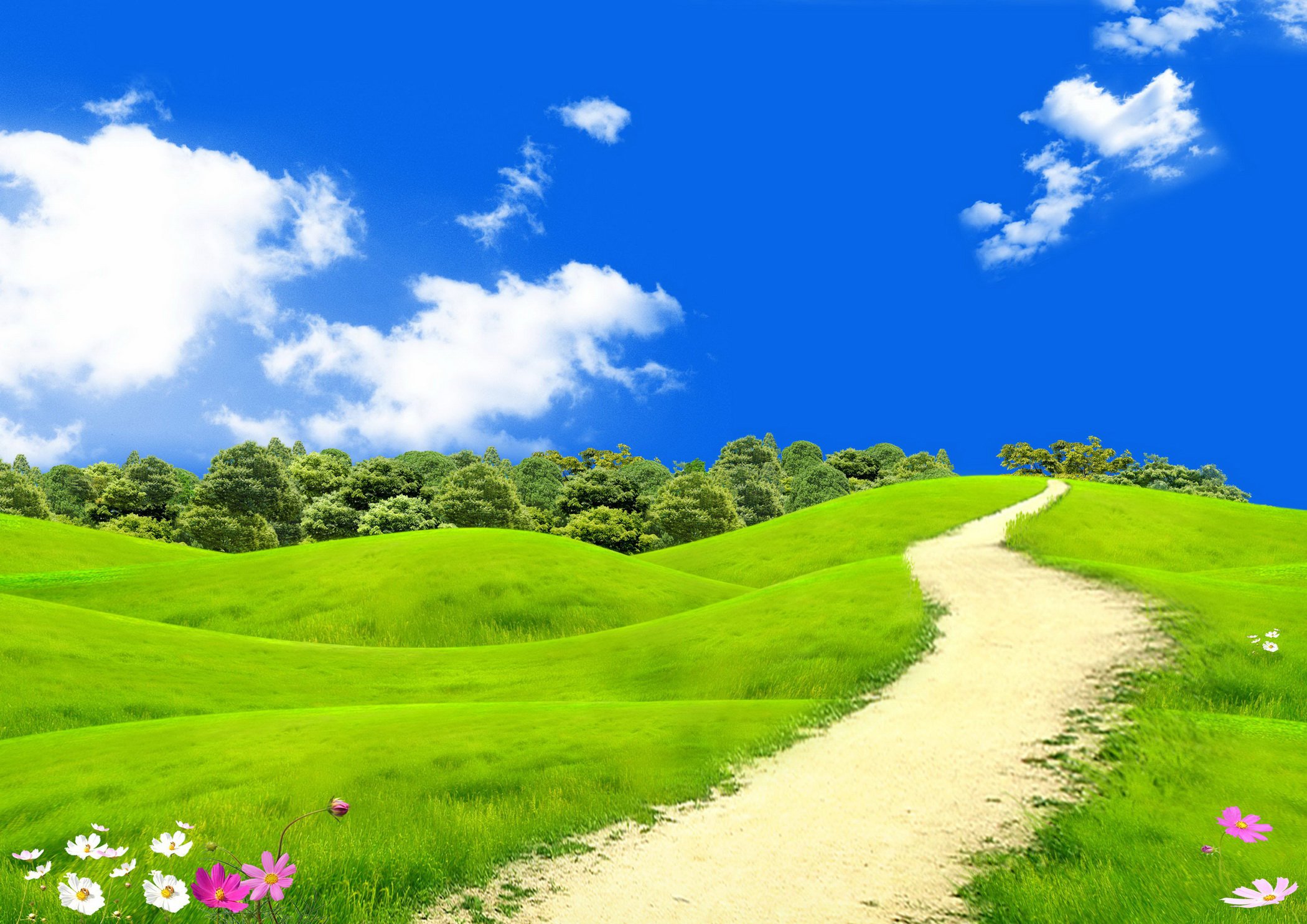 scenery, Summer, Fields, Sky, Camomiles, Trail, Nature Wallpaper