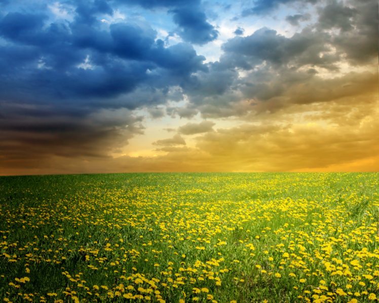 scenery, Summer, Fields, Sky, Dandelions, Clouds, Nature HD Wallpaper Desktop Background