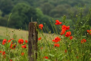 stems, Flowers, Red, Poppies, Petals