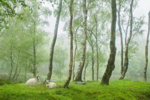 trees, Meadow, Sheep, Nature, Forest, Fog