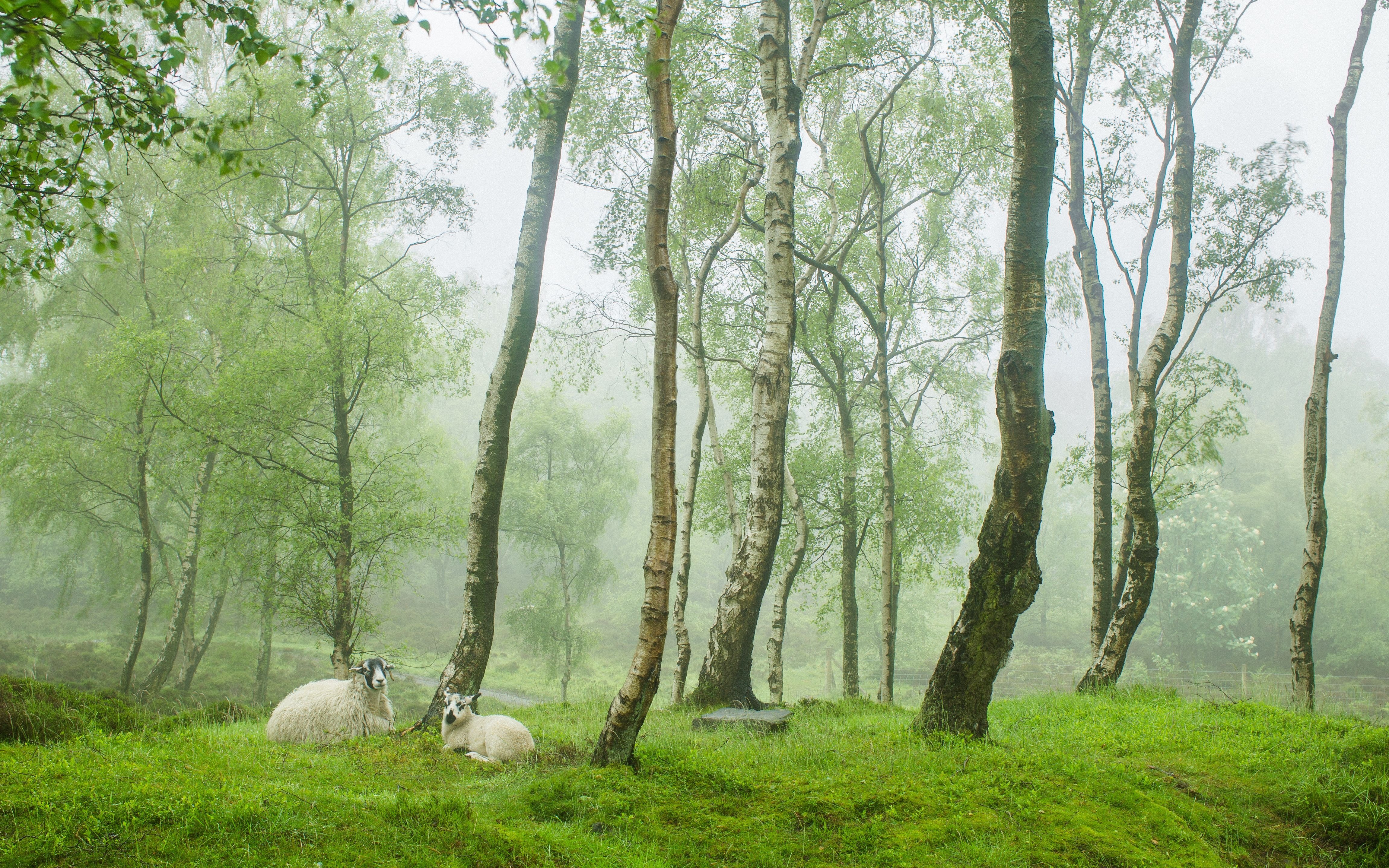 trees, Meadow, Sheep, Nature, Forest, Fog Wallpaper