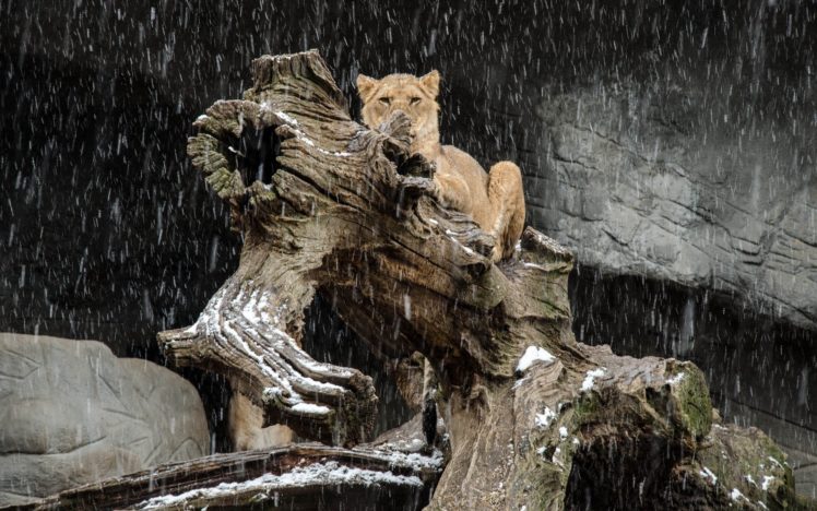 lion, Wild, Cat, Predator, Timber, Snow, Winter HD Wallpaper Desktop Background