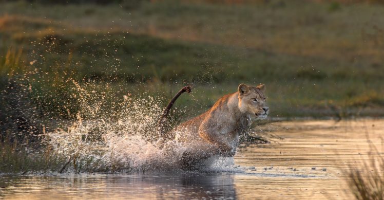 lion, Drops, Water HD Wallpaper Desktop Background