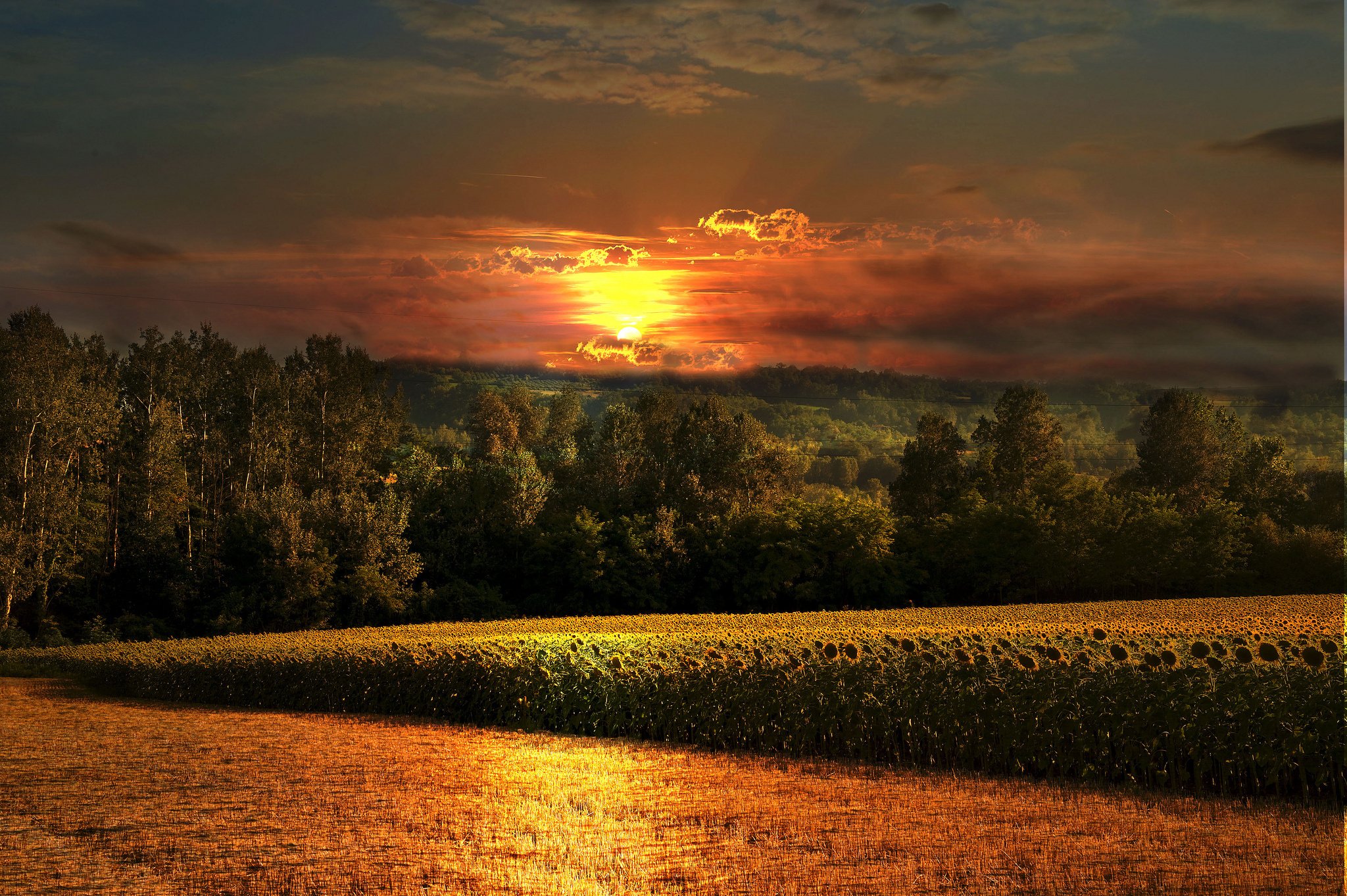 sunflowers, Forest, Sunset, Field Wallpaper