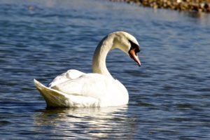 swan, White, Grace, Pond, Ripples