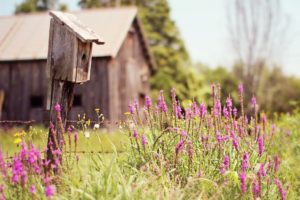 birdhouse, House, Cabin, Trees, Grass, Flowers, Field, Summer, Nature