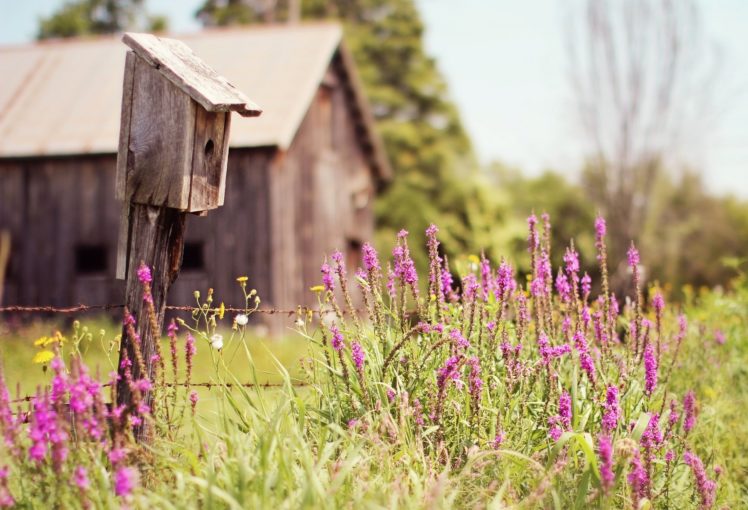 birdhouse, House, Cabin, Trees, Grass, Flowers, Field, Summer, Nature HD Wallpaper Desktop Background