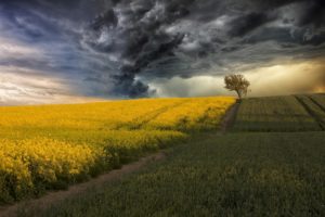 field, Canola, Corn, Storm, Clouds, Tree
