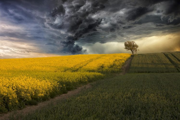 field, Canola, Corn, Storm, Clouds, Tree HD Wallpaper Desktop Background