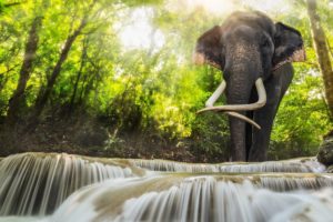 elephant, Forest, River