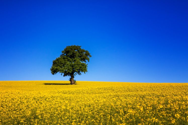 field, Tree, Sky, Blue HD Wallpaper Desktop Background
