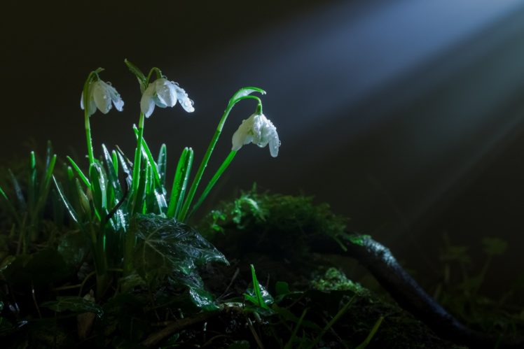 pring, Grass, Moss, Flowers, Snowdrops, Rays, Light, Bokeh HD Wallpaper Desktop Background