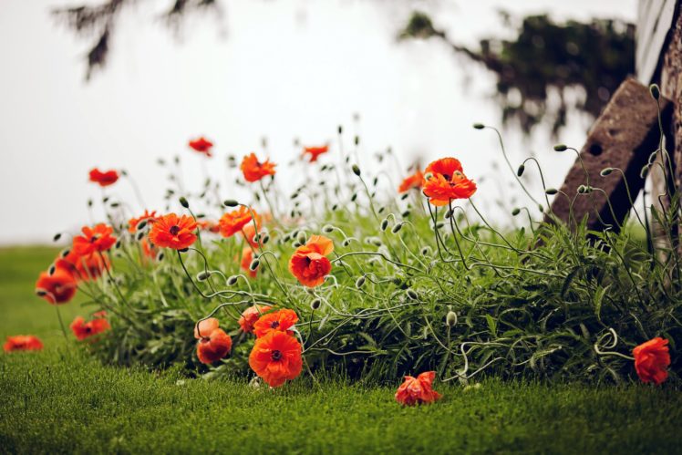 poppies, Red, Flowers, Grass, Field, Nature, Greens, Summer HD Wallpaper Desktop Background