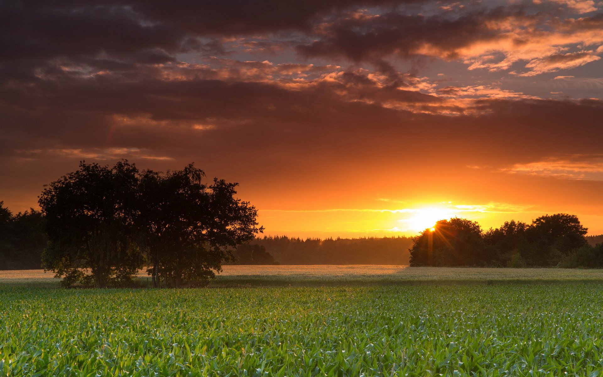 sunset, Field, Tree, Landscape Wallpaper