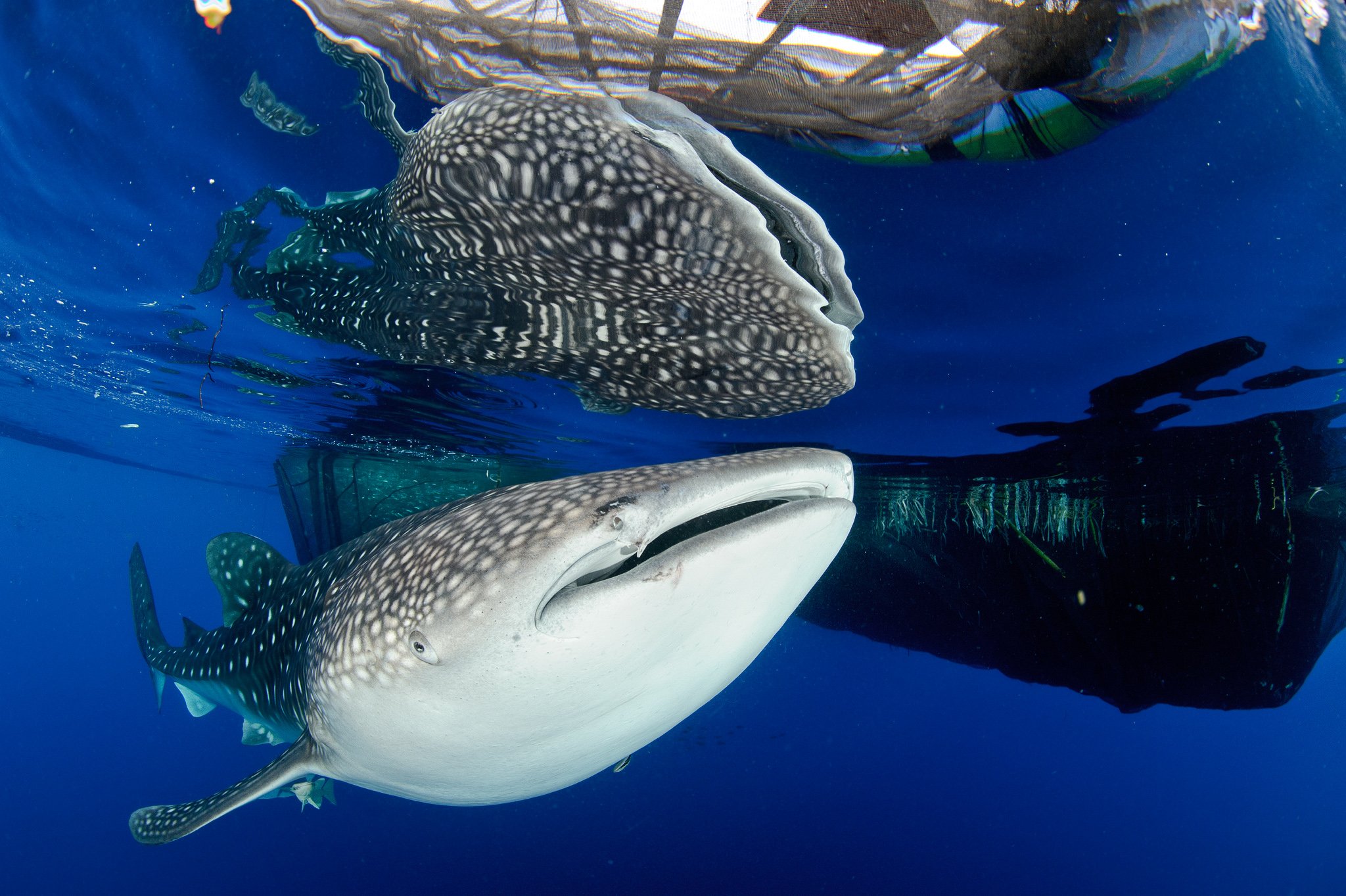 whale, Shark, Underwater, Ocean, Sea Wallpaper