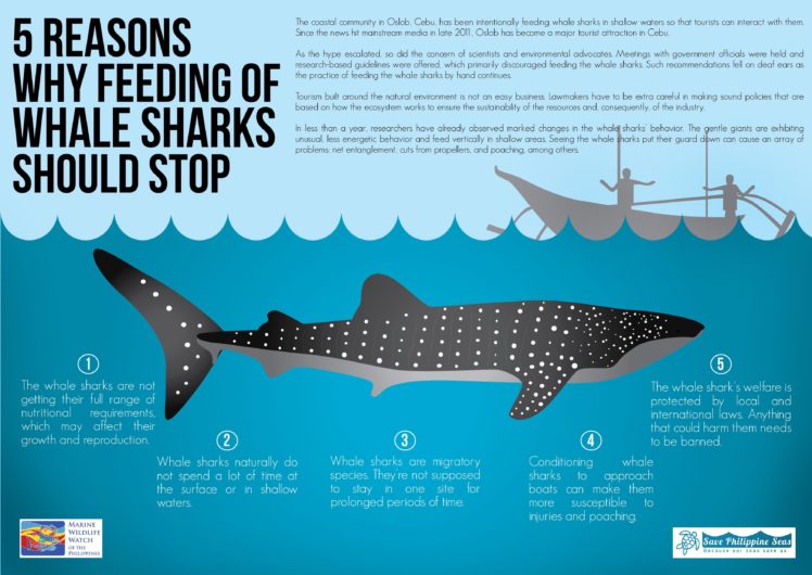 whale, Shark, Underwater, Ocean, Sea HD Wallpaper Desktop Background