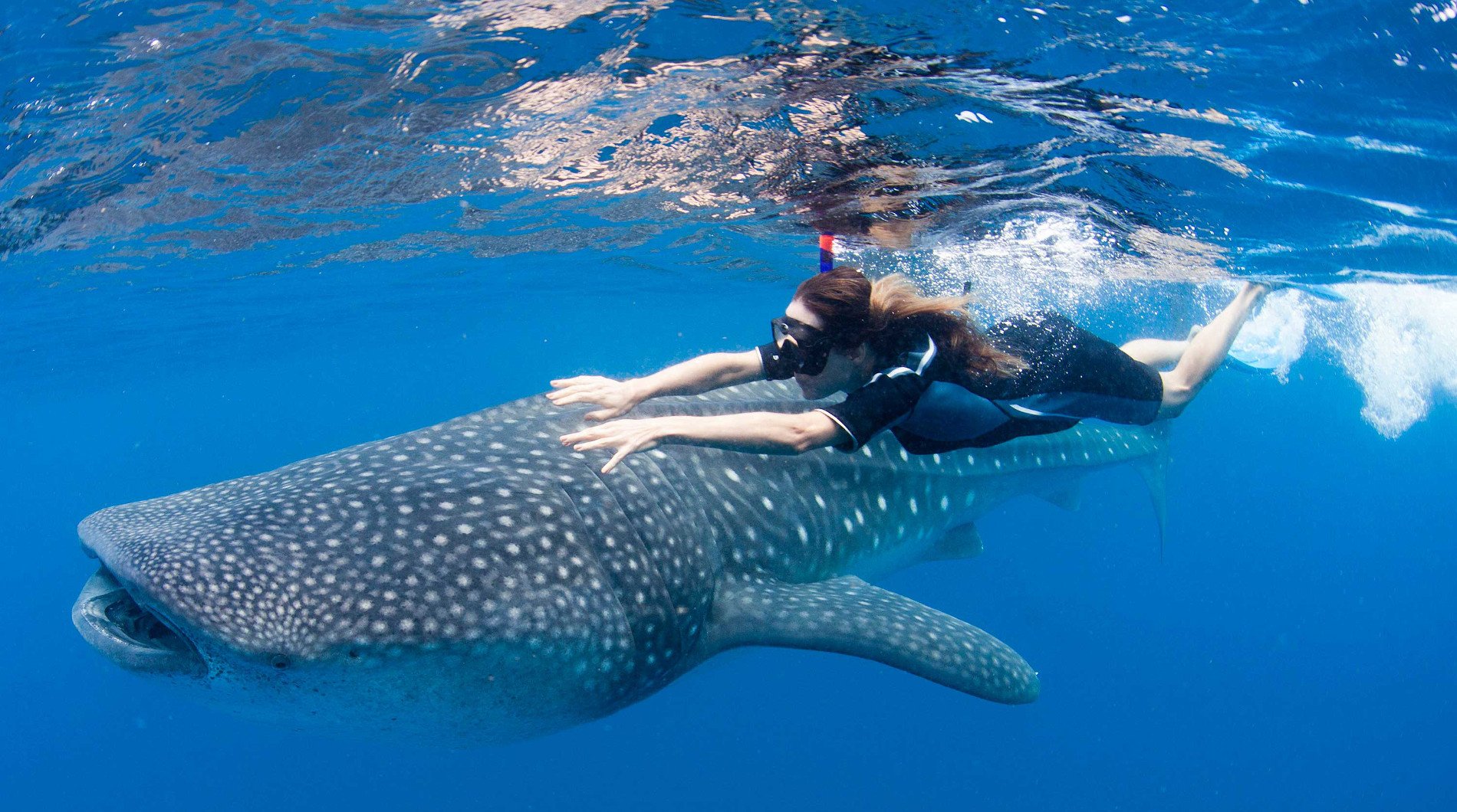 whale, Shark, Underwater, Ocean, Sea Wallpaper