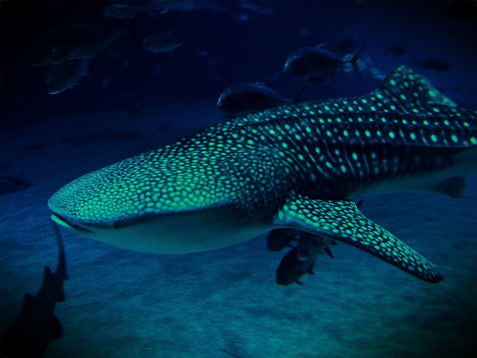 whale, Shark, Underwater, Ocean, Sea Wallpaper