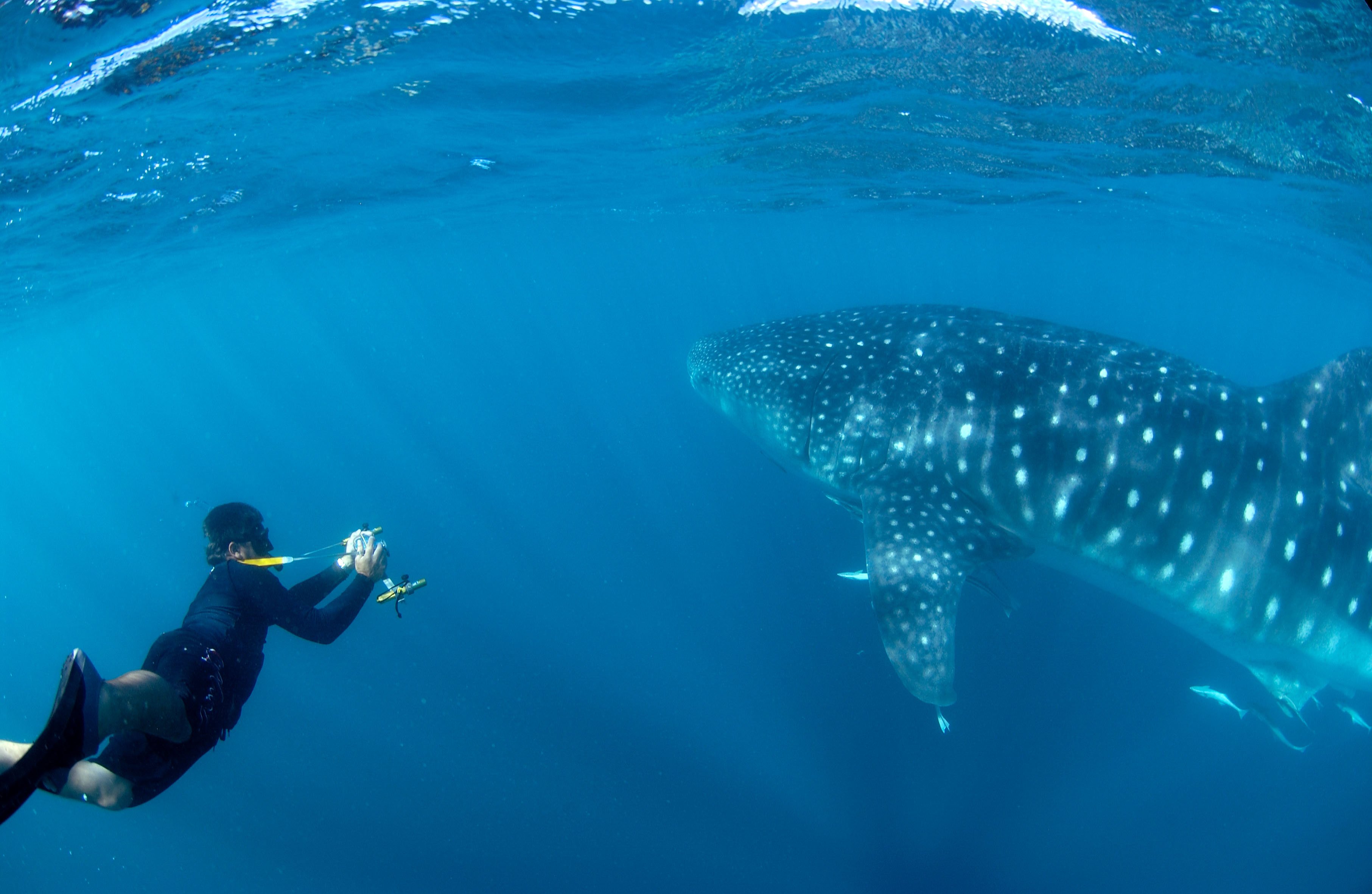 whale, Shark, Underwater, Ocean, Sea Wallpaper