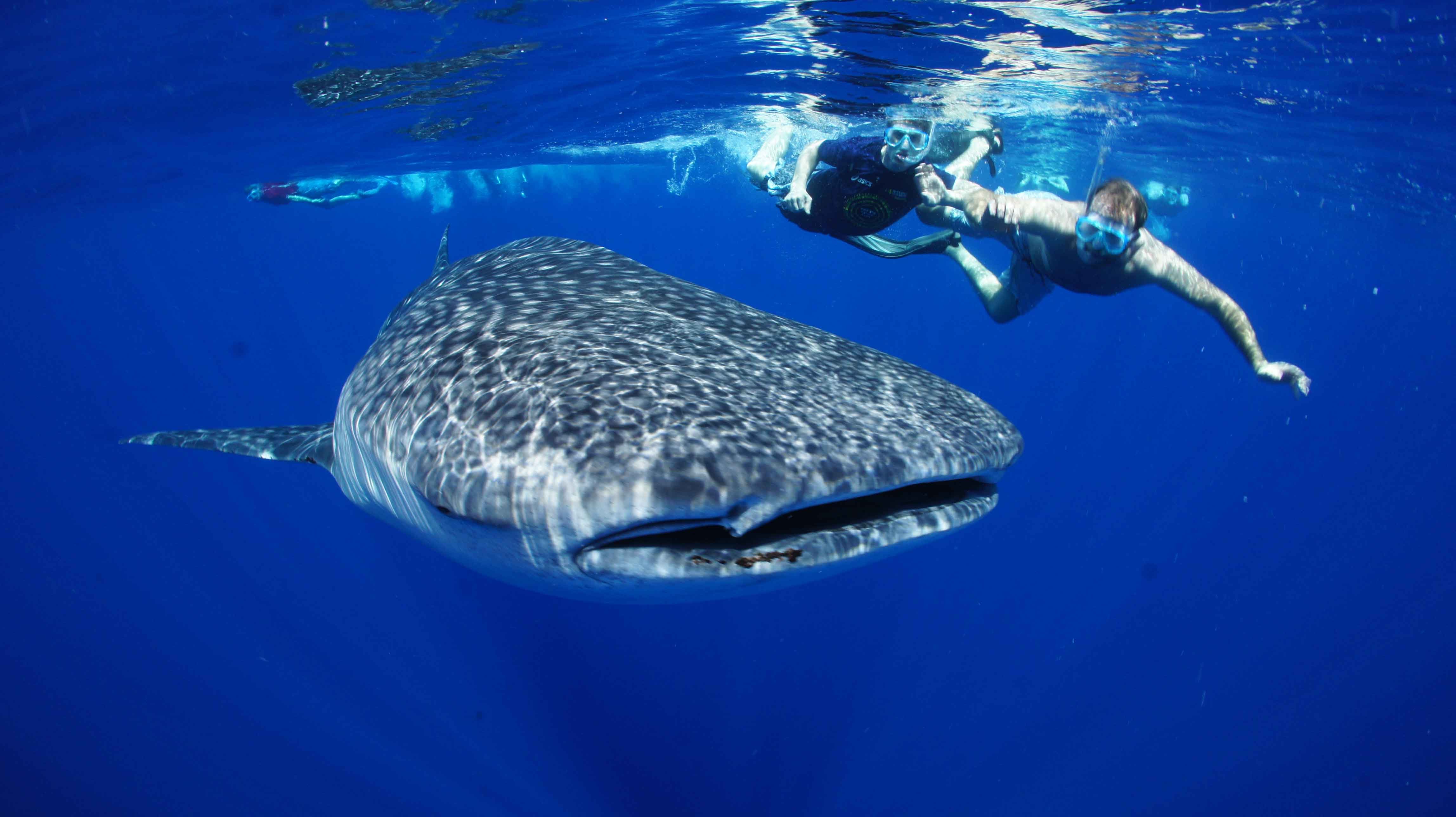 whale, Shark, Underwater, Ocean, Sea Wallpaper