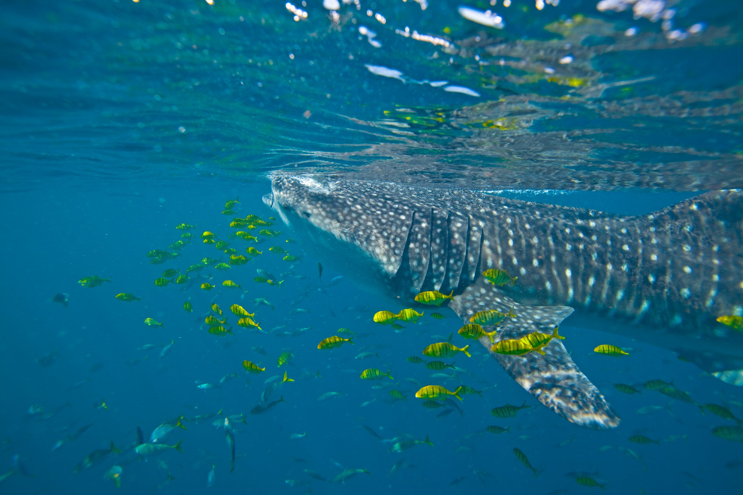 whale, Shark, Underwater, Ocean, Sea Wallpaper