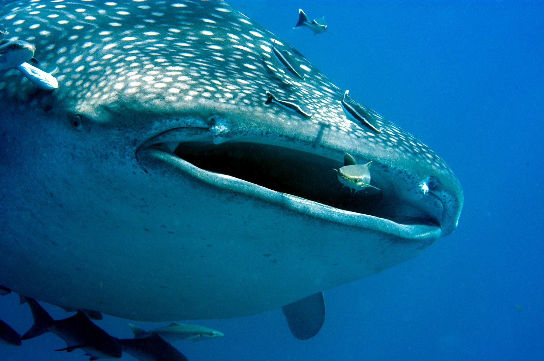 whale shark