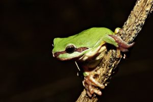 frog, On, Tree