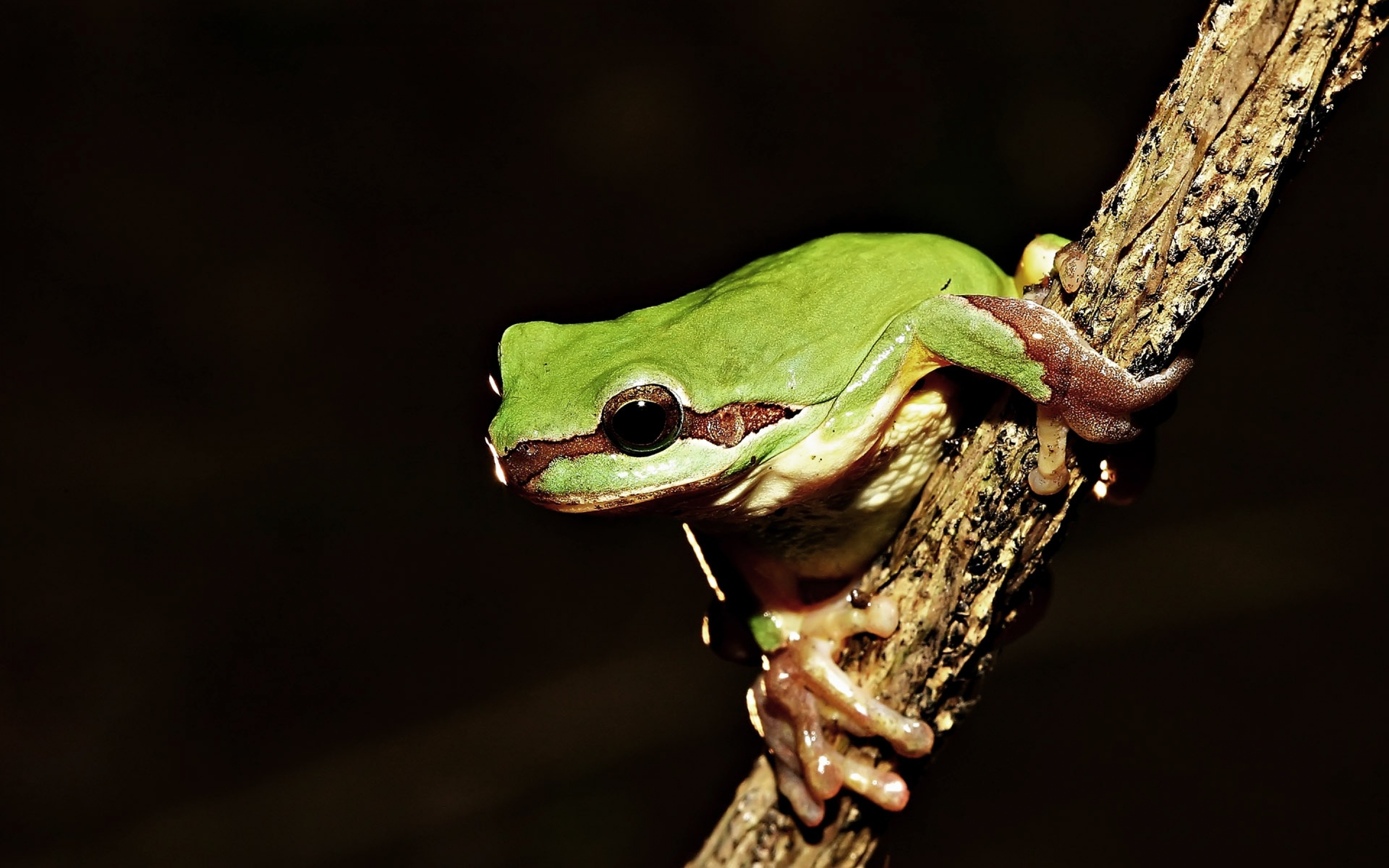 frog, On, Tree Wallpaper