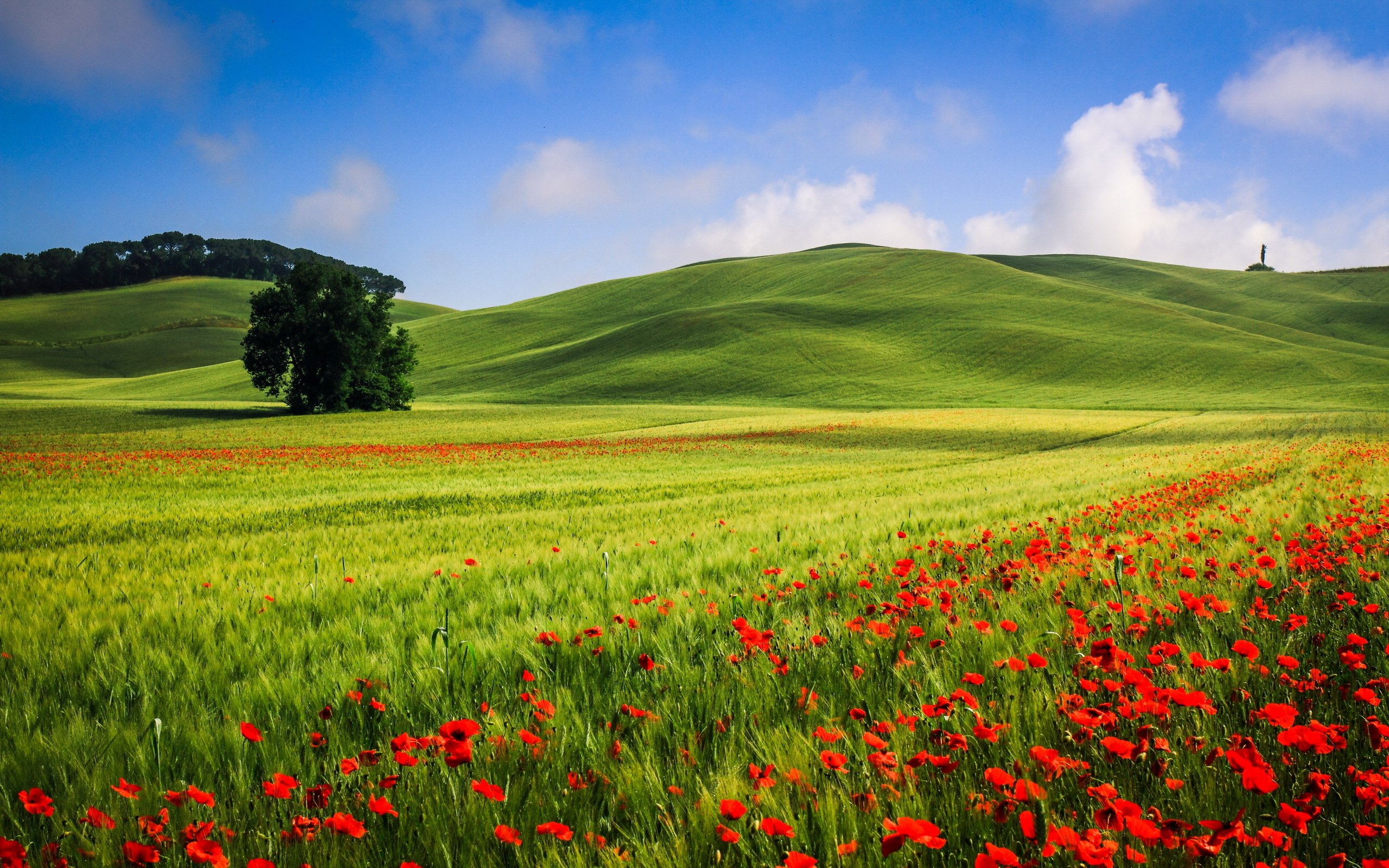 landscape, Poppies, Field, Summer Wallpaper