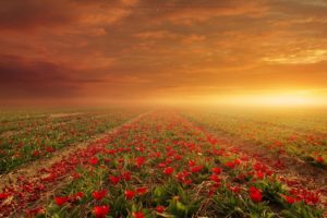 sunset, Field, Tulips