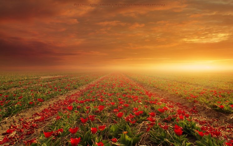 sunset, Field, Tulips HD Wallpaper Desktop Background