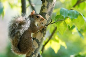 squirrel, Rodent, Animal, Tail, Fur, Branch