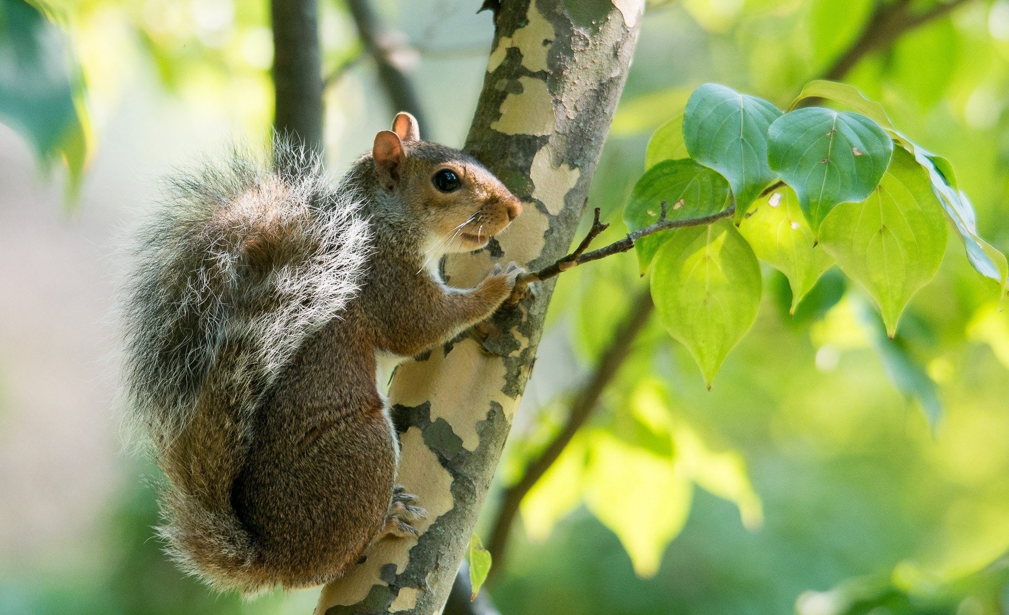 squirrel, Rodent, Animal, Tail, Fur, Branch Wallpaper