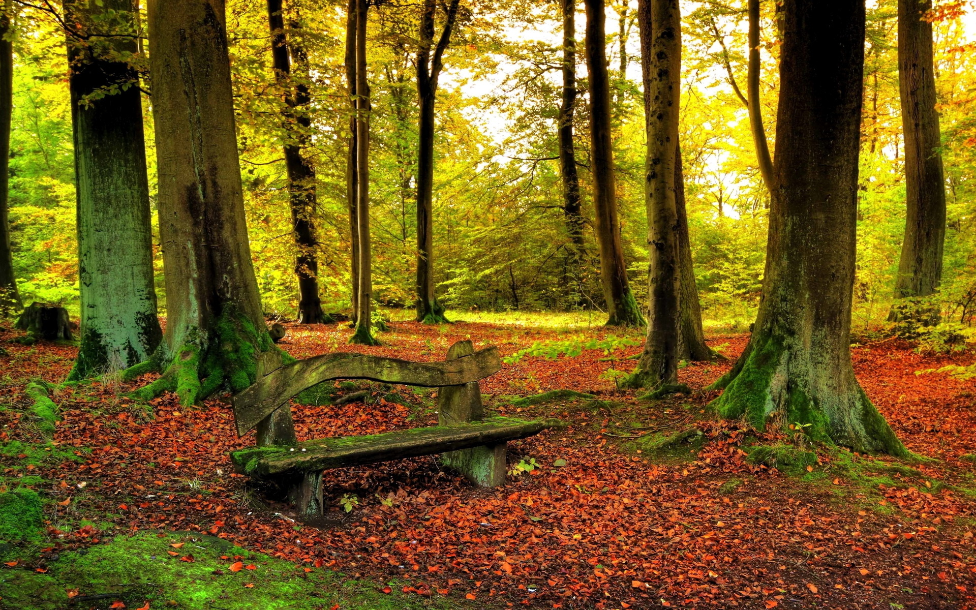 leaves, Trees, Forest, Woods, Sunlight, Autumn, Fall, Nature, Landscapes, Leaves, Bench Wallpaper