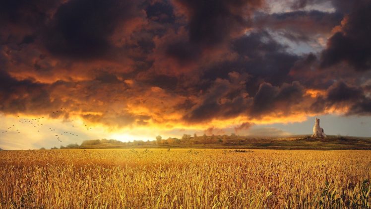 golden, Sunset, Over, A, Field, Wheat, Grass, Clouds, Sky HD Wallpaper Desktop Background