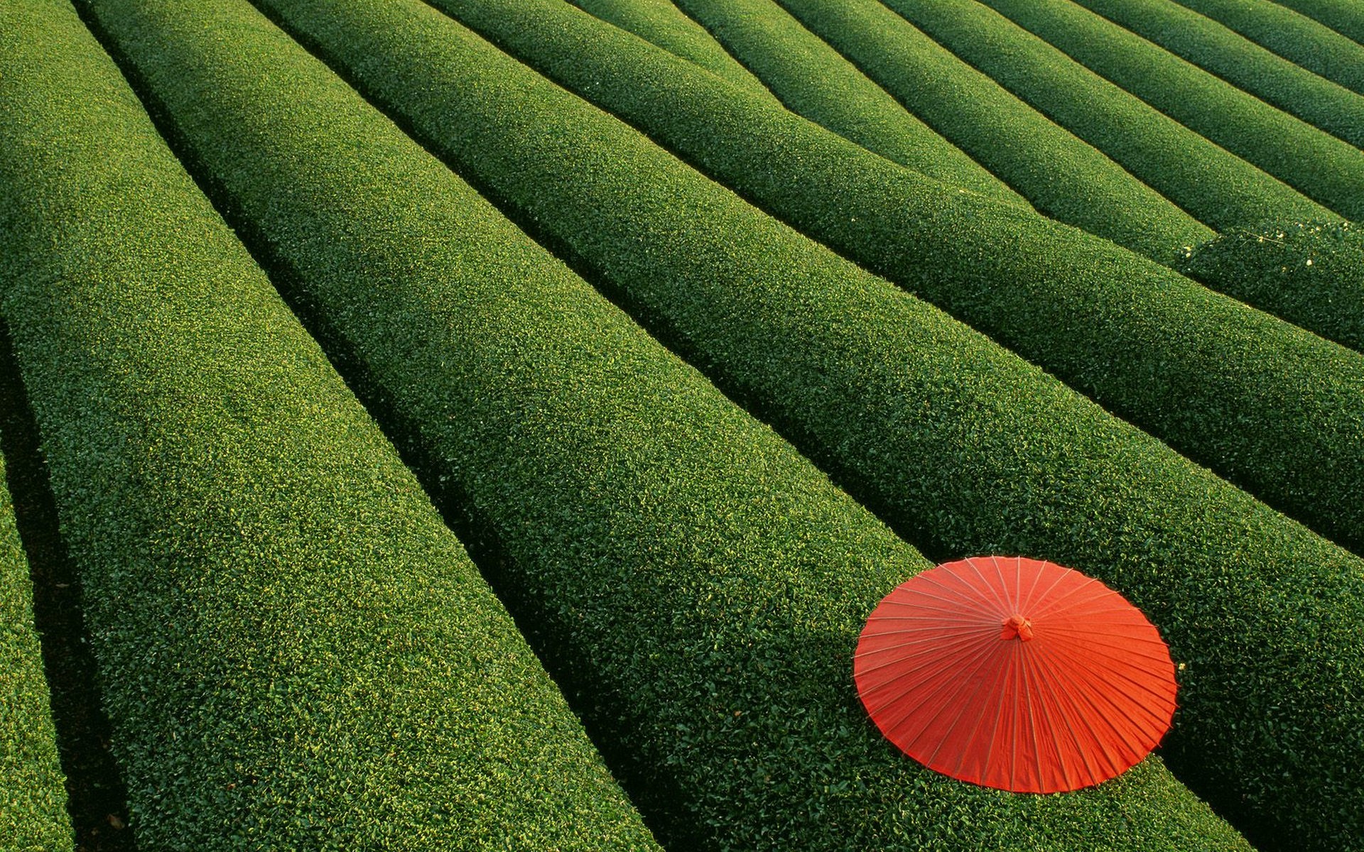 japan, Red, Umbrella, Field Wallpaper