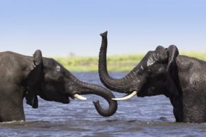 two, Elephants, Talking