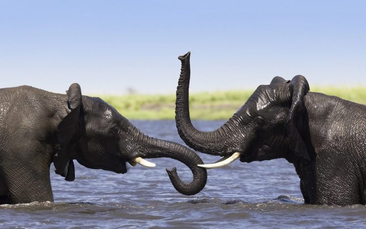 two, Elephants, Talking HD Wallpaper Desktop Background