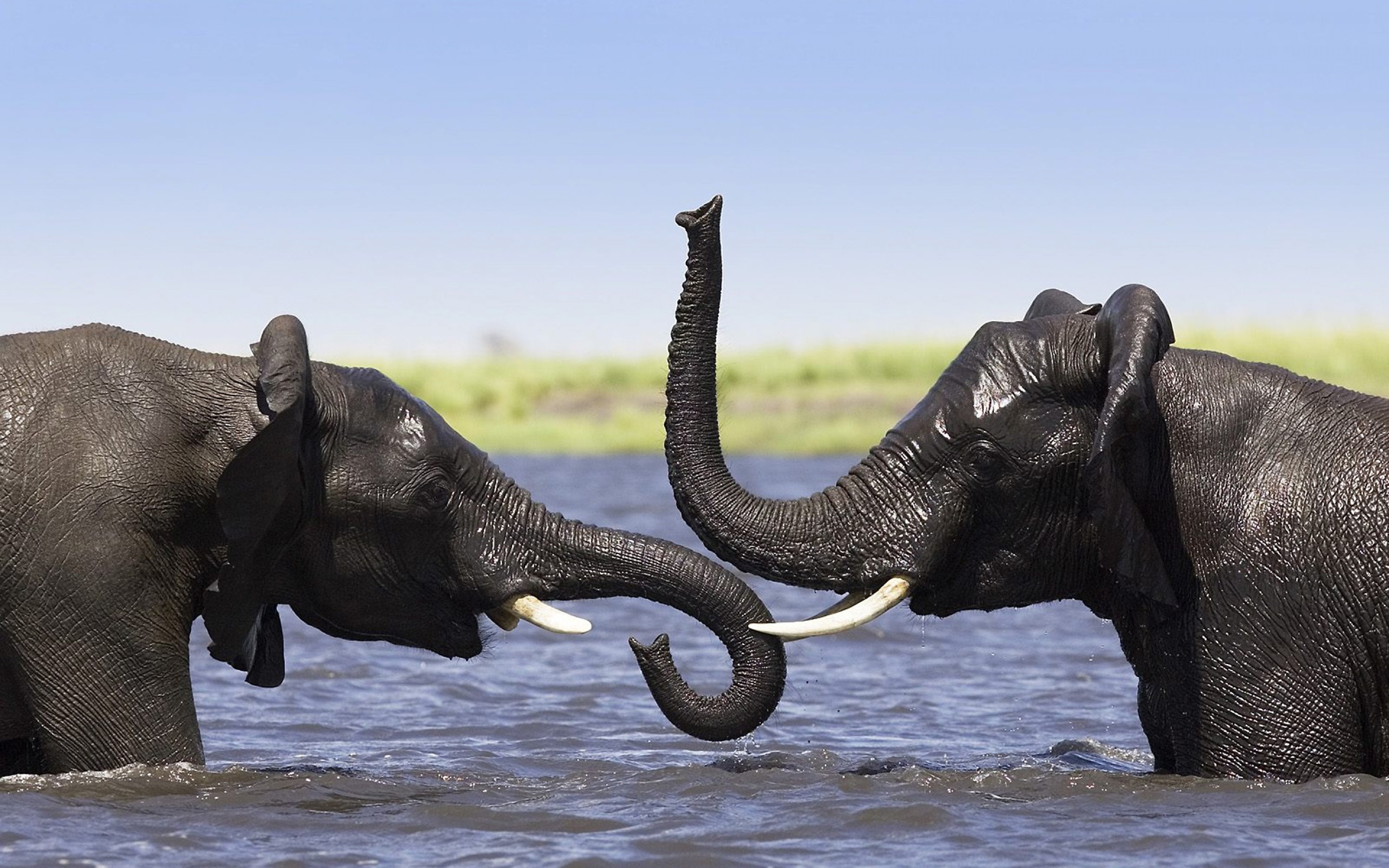 two, Elephants, Talking Wallpaper