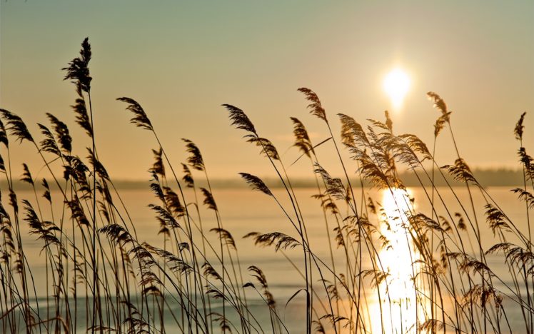grass, Fog, Nature, Landscapes, Reeds, Lakes, Water, Reflection, Sunset, Sunrise HD Wallpaper Desktop Background