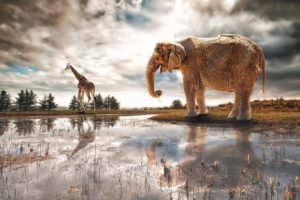 elephant, Giraffe, River, Art, Fantasy, Africa, Lake, Reflection