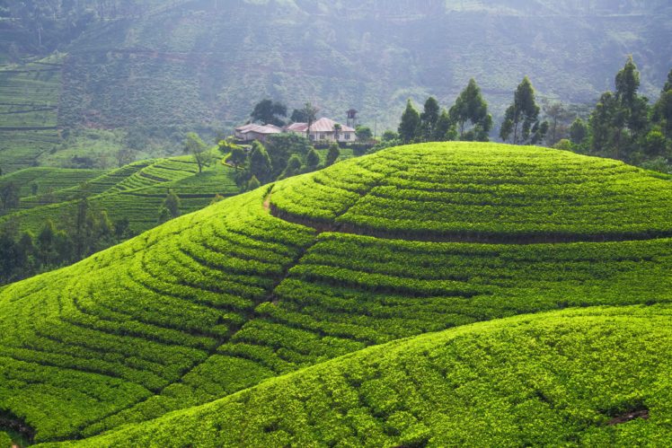 scenery, Fields, Tea, Plantation, Nature HD Wallpaper Desktop Background
