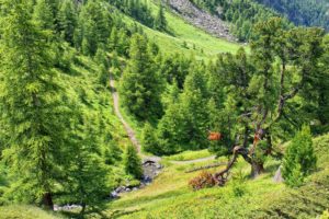 switzerland, Zermatt, Fir, Trees, Trail, Nature