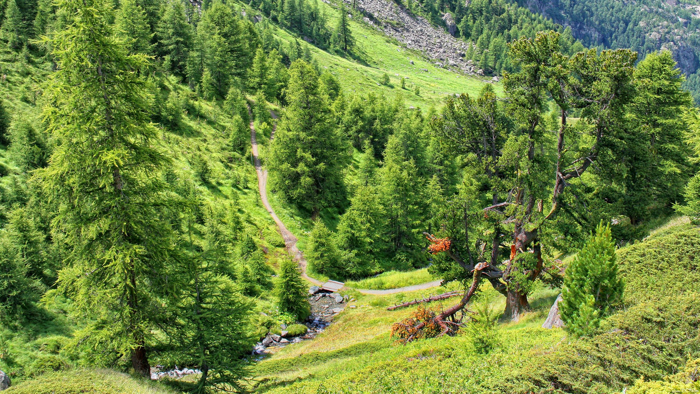 switzerland, Zermatt, Fir, Trees, Trail, Nature Wallpaper