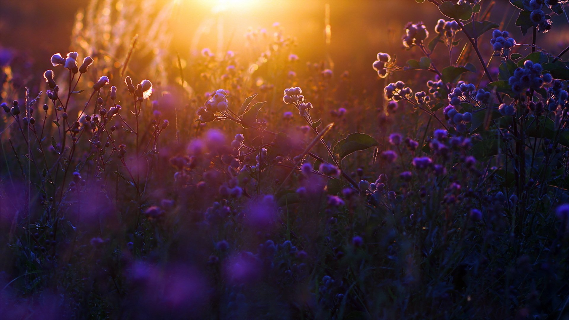 backlight, Summer, Evening, Sunset, Light, Bokeh, Grass, Mood, Bokeh Wallpaper
