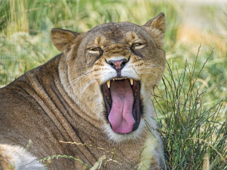 big, Cats, Lions, Roar, Animals HD Wallpaper Desktop Background