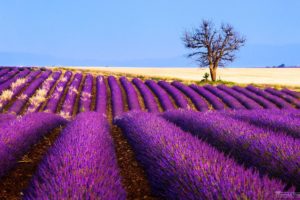 flowers, Lavender, Field, Plantation, Tree, France