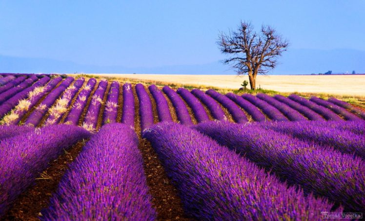 flowers, Lavender, Field, Plantation, Tree, France