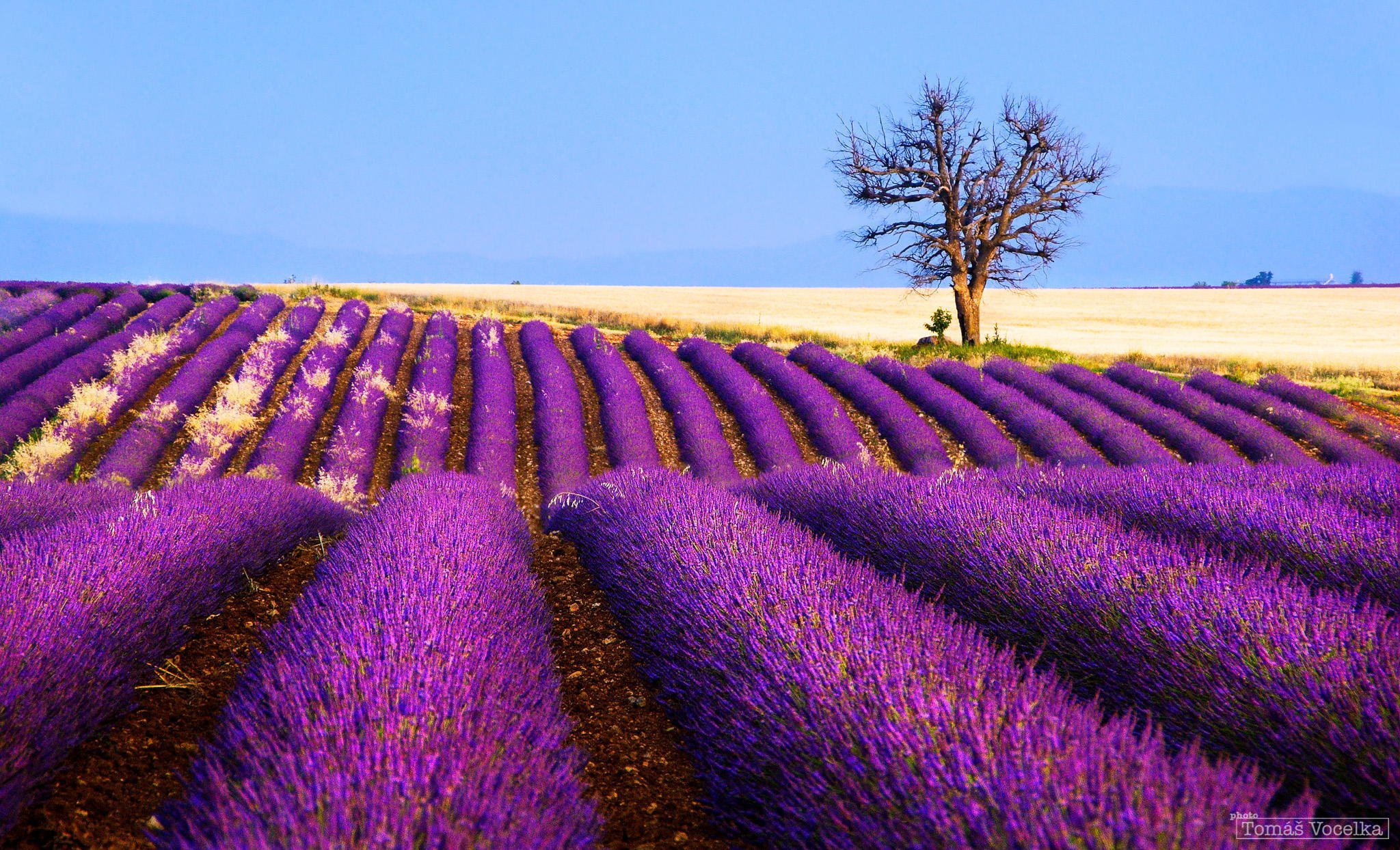 flowers, Lavender, Field, Plantation, Tree, France Wallpaper